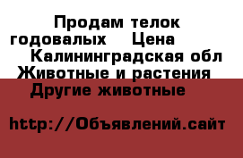 Продам телок годовалых. › Цена ­ 27 000 - Калининградская обл. Животные и растения » Другие животные   